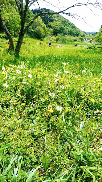 f:id:kokubunzaka:20190509175846j:plain f:id:kokubunzaka:20190509175846j:plain