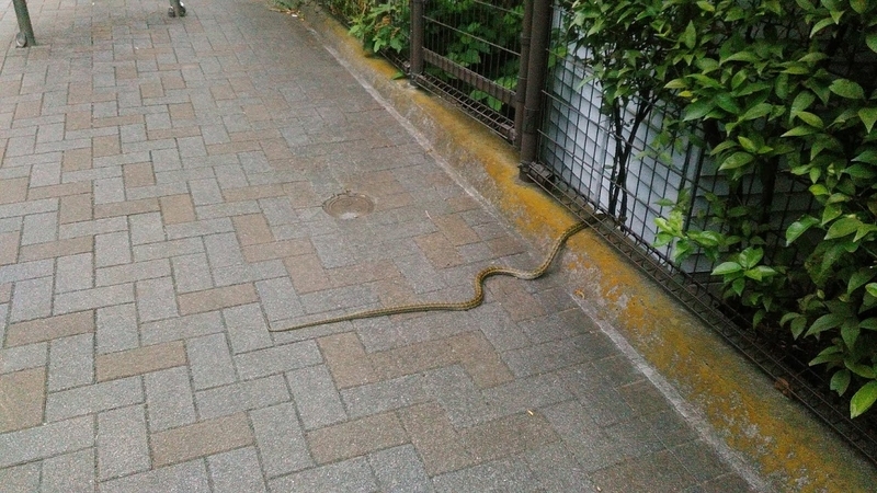 f:id:kokubunzaka:20190827222724j:plain f:id:kokubunzaka:20190827222724j:plain