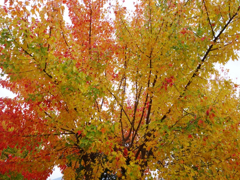 f:id:kokunai3333:20121110003625j:image f:id:kokunai3333:20121110003625j:image