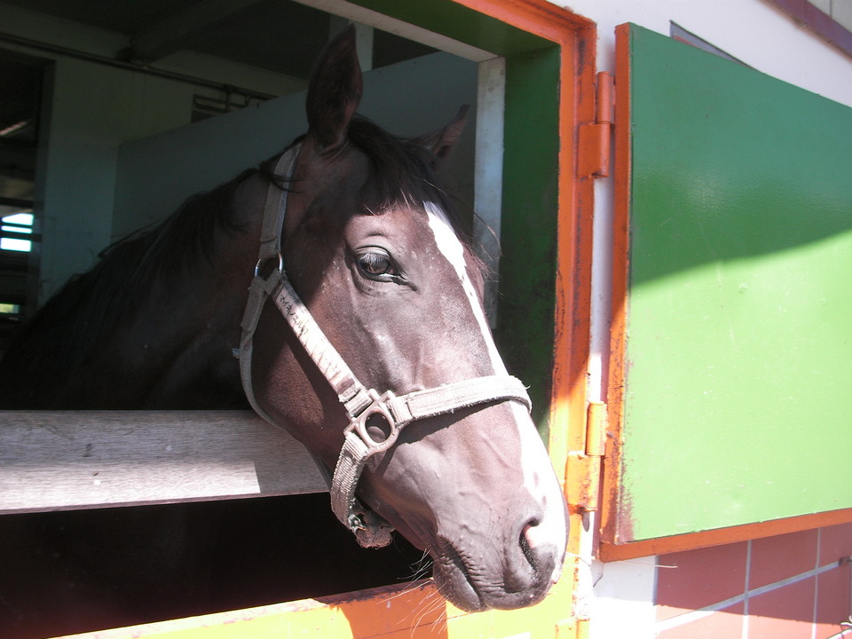 マイネノエルの07　2008.8.9　明和　1