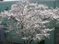 [その他]阪神競馬場の桜　2010.4.4　(2)