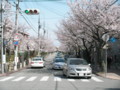 [その他]関西学院大学前の桜　2010.4.4　(1)