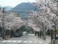 [その他]関西学院大学前の桜　2010.4.4　(3)