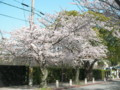 [その他]関西学院大学前の桜　2010.4.4　(5)