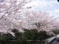 [その他]阪神競馬場の桜　2010.4.10　(1)