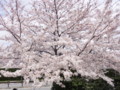 [その他]阪神競馬場の桜　2010.4.10　(2)