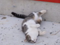 [その他]山口ステーブルの猫