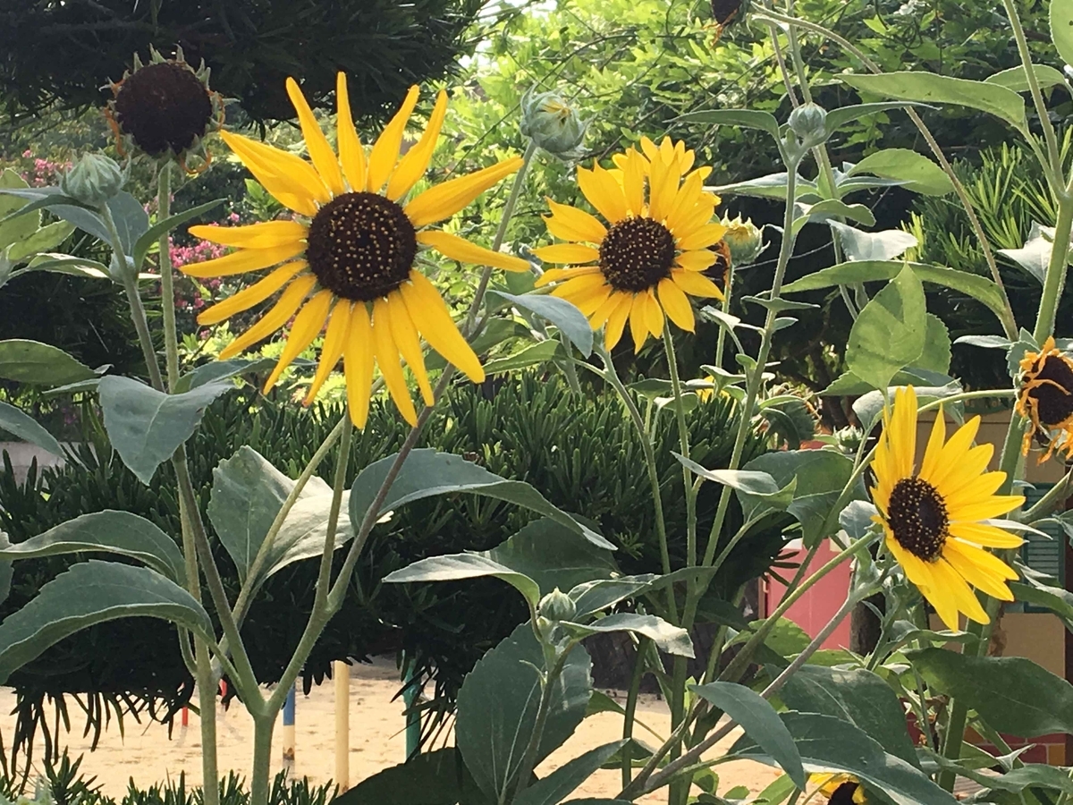 ヒマワリ りす ハムスターの餌です ミノムシや青虫などもハムスターの餌でした 369saloon Q S Blog