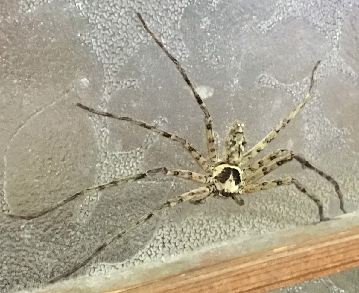 アシダカグモはキモイですが ゴキブリを食べてくれる益虫です 369saloon Q S Blog アシダカグモはキモイですが ゴキブリを食べてくれる益虫です 369saloon Q S Blog