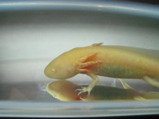 f:id:kokuzawa:20090804234519j:image