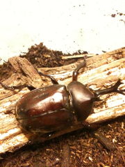 f:id:kokuzawa:20100530232520j:image