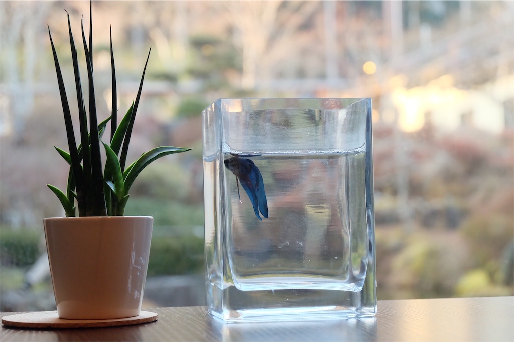 f:id:kokyun-711:20190210235531j:image