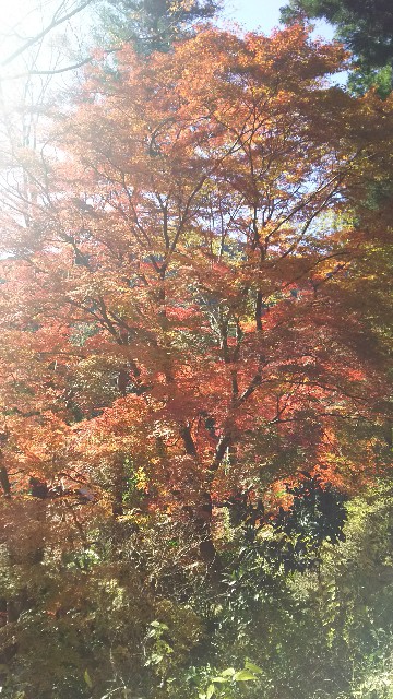 f:id:koloman:20171128075606j:image f:id:koloman:20171128075606j:image