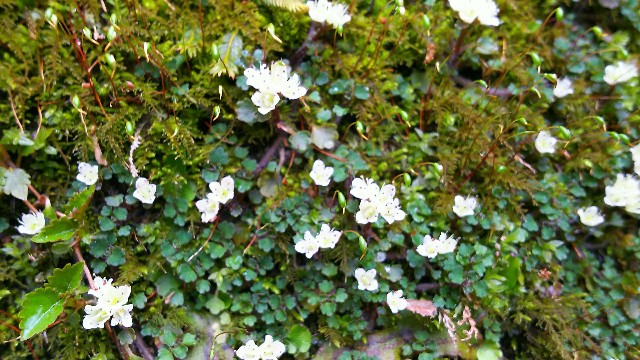 f:id:koma26:20180406080409j:image f:id:koma26:20180406080409j:image
