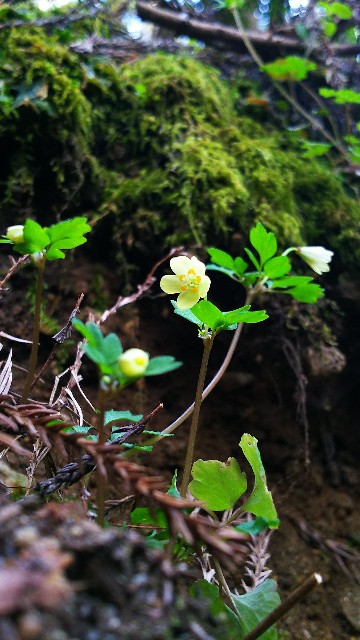 f:id:koma26:20190412222633j:image f:id:koma26:20190412222633j:image