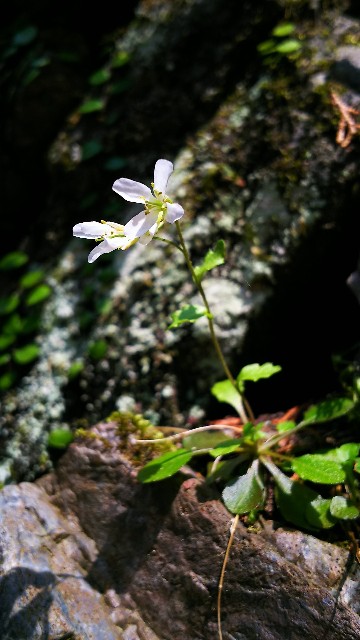 f:id:koma26:20190414223724j:image f:id:koma26:20190414223724j:image