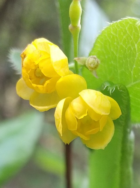 f:id:koma26:20210511220359j:image f:id:koma26:20210511220359j:image