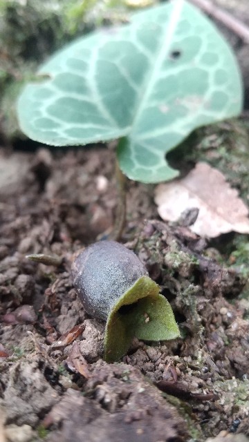 シイノミカンアオイの花 | kulif 化石 富貴蘭 石斛 寒葵 食虫