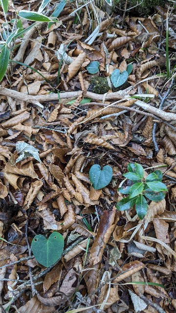 チゴカンアオイ　伊豆産　青軸　B チゴカンアオイ 伊豆産 青軸 B カンアオイに魅せられて！！ - 2022年05月