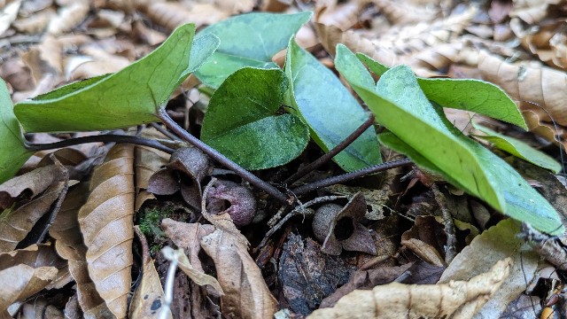 チゴカンアオイ（2024/1、伊豆方面） - koma26のブログ