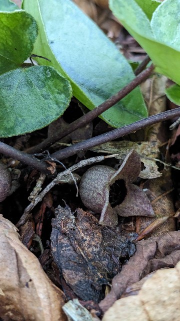 チゴカンアオイ（2024/1、伊豆方面） - koma26のブログ