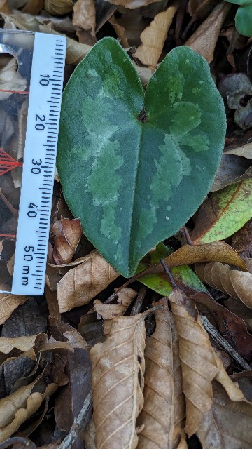 チゴカンアオイ（2024/1、伊豆方面） - koma26のブログ