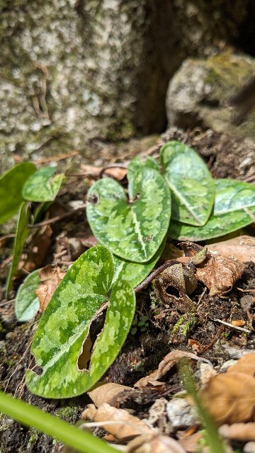 チゴカンアオイ（2024/1、伊豆方面） - koma26のブログ