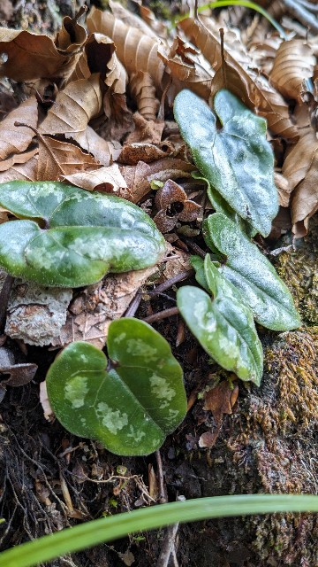 チゴカンアオイ（2024/1、伊豆方面） - koma26のブログ