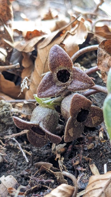 チゴカンアオイ（2024/1、伊豆方面） - koma26のブログ