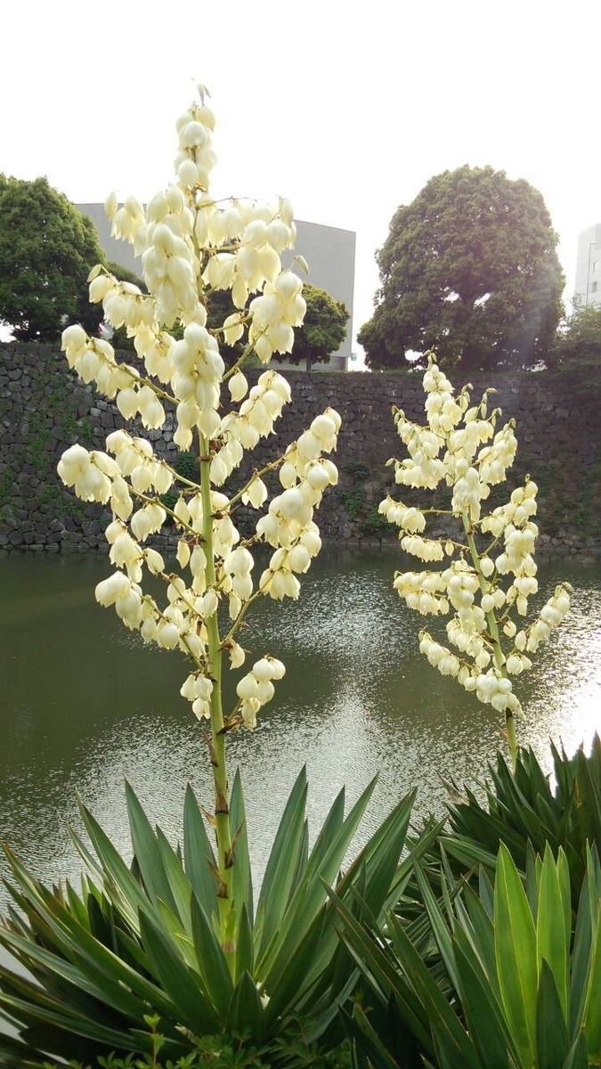 40 割引根上がりyucca Gloriosa ユッカ キミガヨラン4 Www Brobia Com