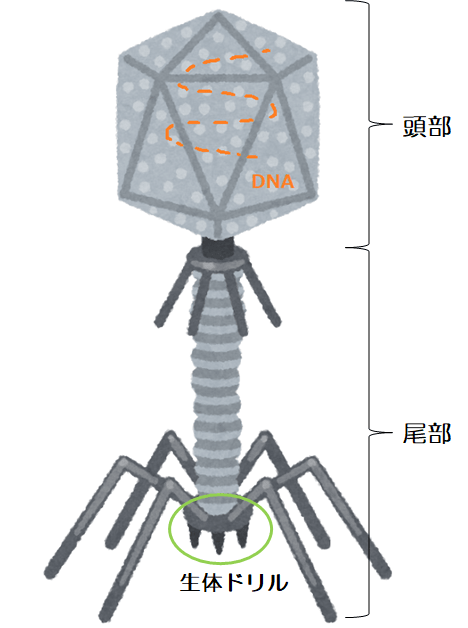 f:id:komagomepipette:20200425021942p:plain