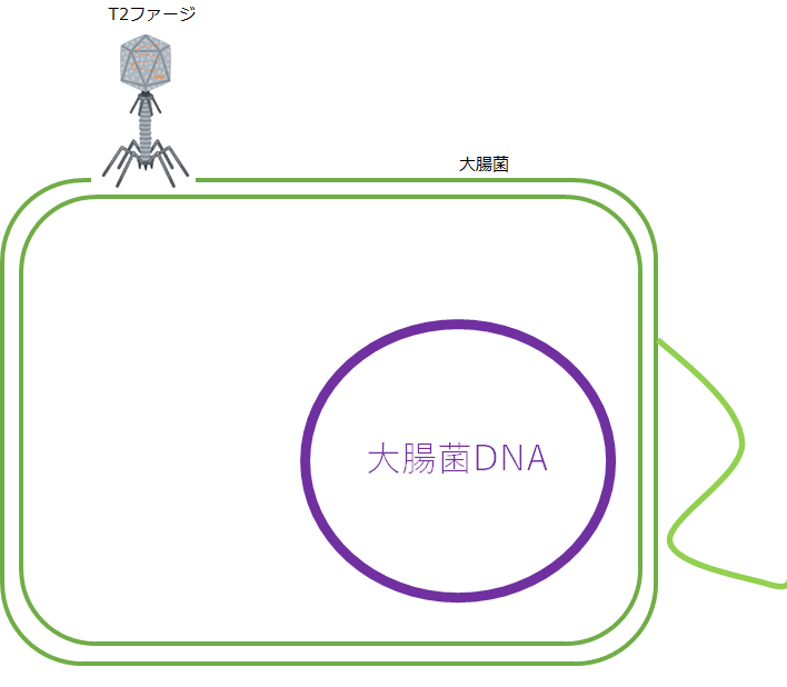 f:id:komagomepipette:20200425043224p:plain f:id:komagomepipette:20200425043224p:plain