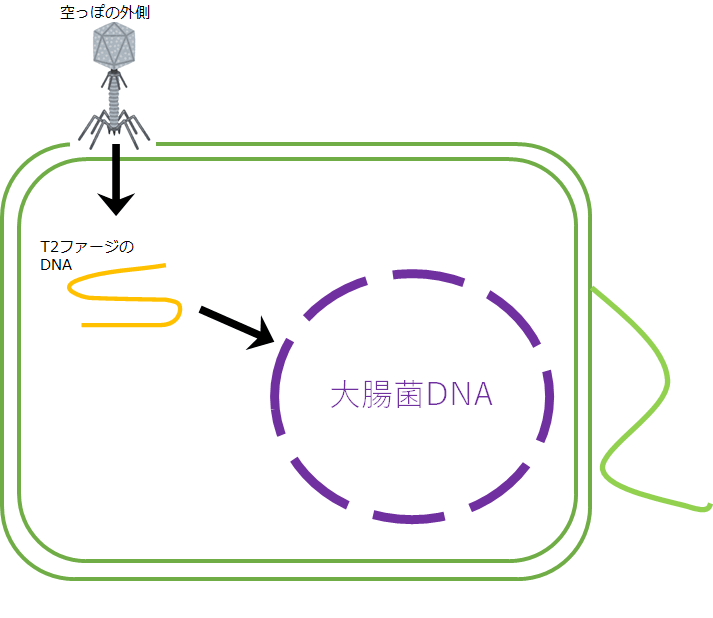 f:id:komagomepipette:20200425043304p:plain f:id:komagomepipette:20200425043304p:plain