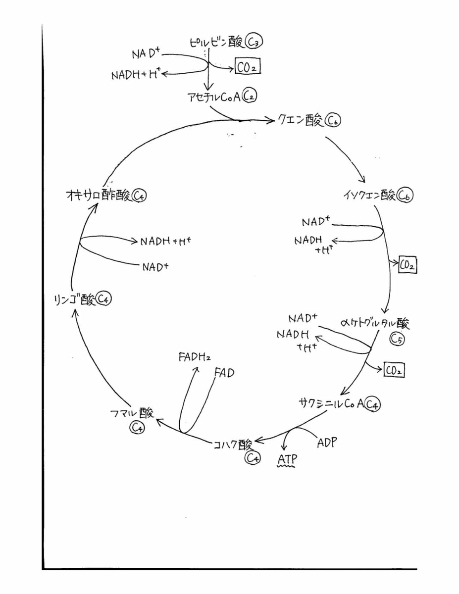 f:id:komagomepipette:20200916094056j:plain f:id:komagomepipette:20200916094056j:plain