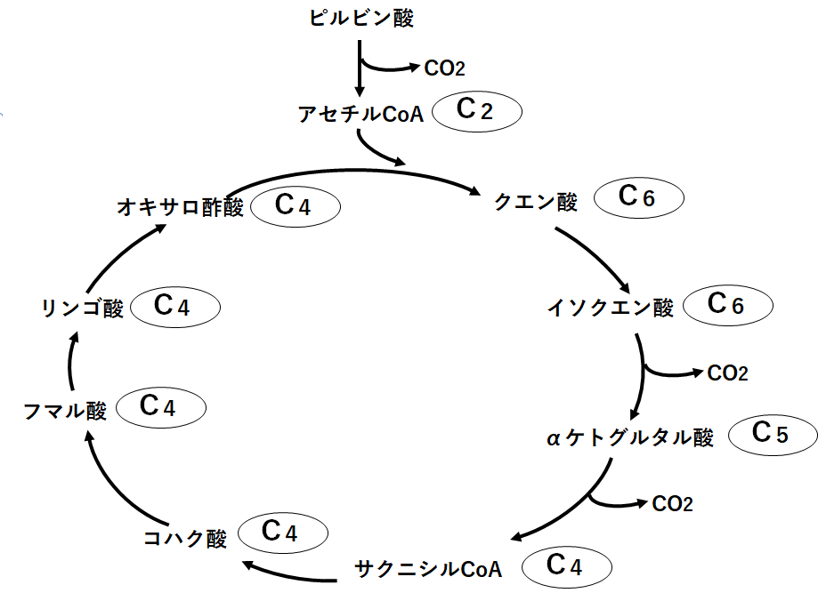 語呂合わせ クエン酸回路の学習は さあ 昼 理系の子 富豪 で解決 語呂合わせで覚える生物 日常を科学したい 語呂合わせ クエン酸回路の学習は さあ 昼 理系の子 富豪 で解決 語呂合わせで覚える生物 日常を科学したい