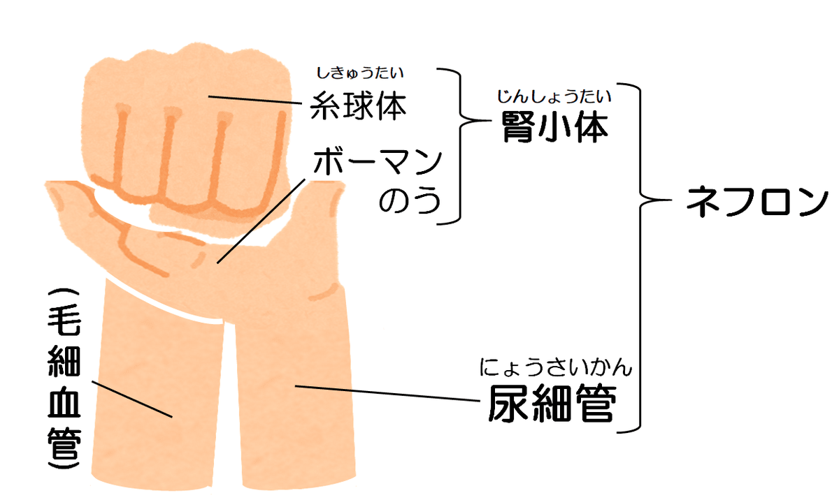 f:id:komagomepipette:20201102005656p:plain