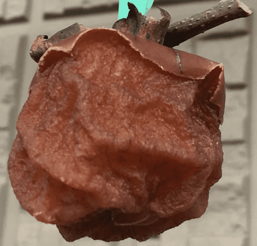 f:id:komagomepipette:20201111120615p:plain