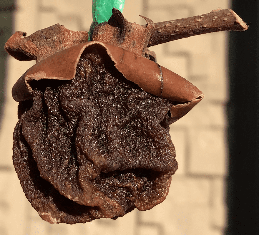 f:id:komagomepipette:20201125105805p:plain