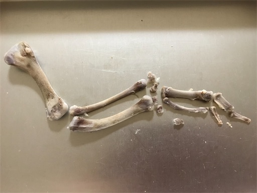 f:id:komagomepipette:20201227210700j:image