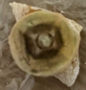 f:id:komagomepipette:20210106143403j:plain