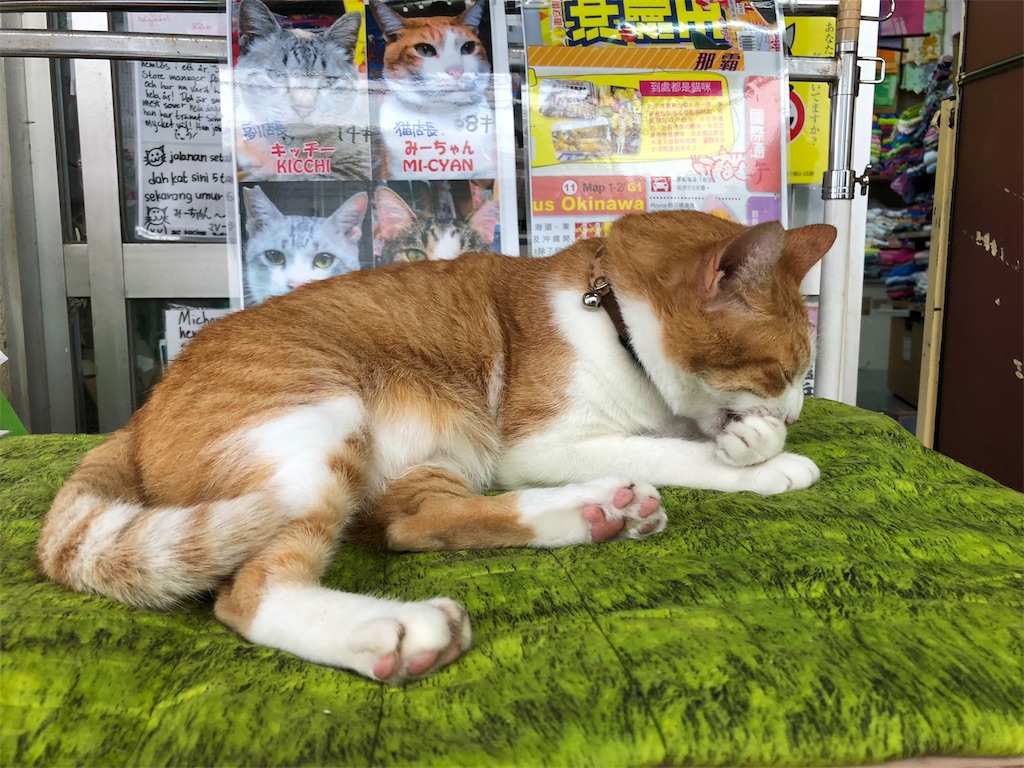 ４月５日のnhk もふもふモフモフ開幕スペシャル に出演したみーちゃん ぐりこの肉球