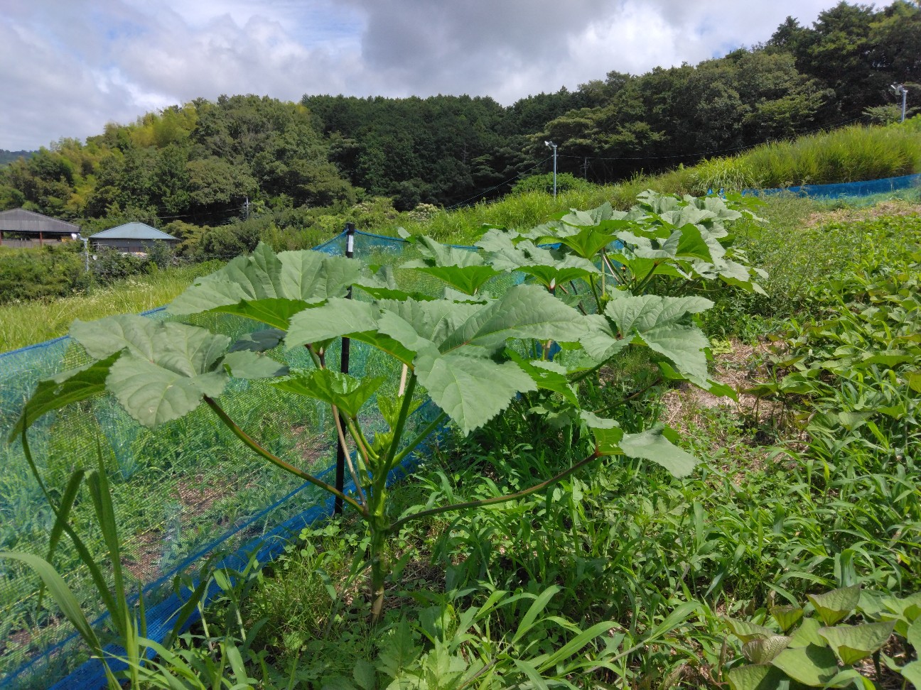 f:id:komakokun:20260816233030j:image f:id:komakokun:20260816233030j:image