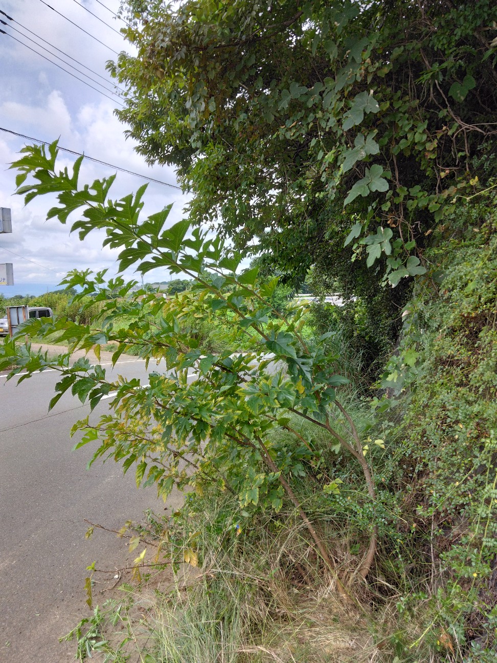 f:id:komakokun:20260817222625j:image f:id:komakokun:20260817222625j:image