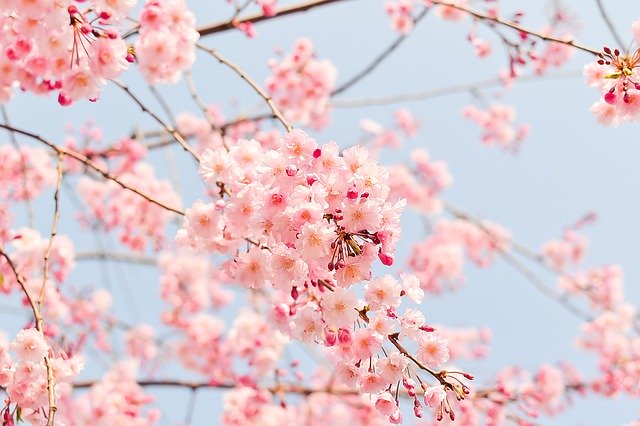 入学式の時期の桜のイメージ