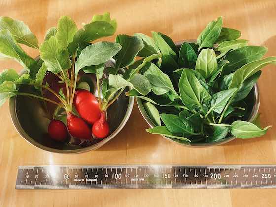ベランダ菜園日記 2 冬もそれなりに 困りもん暮らしメモ