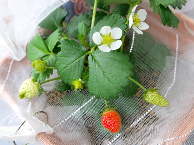 イチゴの実の土つき防止に防虫ネットを下に張った