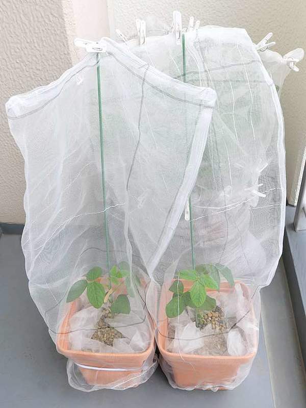 袋状に縫った防虫ネットを被せた枝豆のコンテナ（手前２つ）