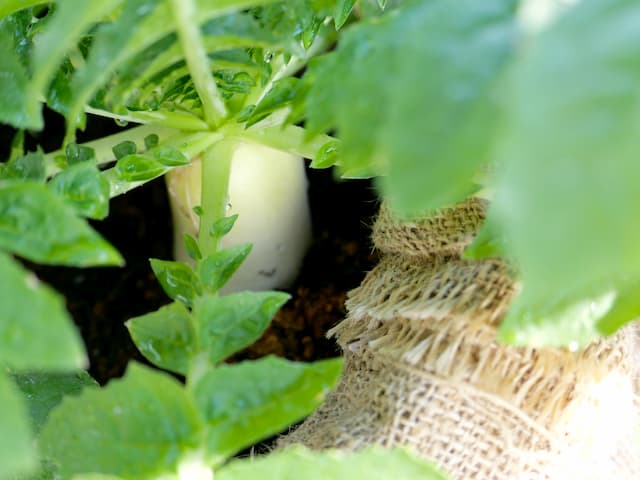 袋栽培中の大根「春の守」