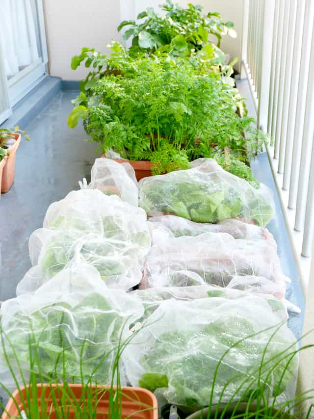 増殖したベランダ菜園