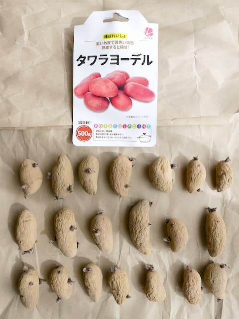ベランダ菜園日記（31）ジャガイモの袋栽培・芽が出ている種芋、買えた
